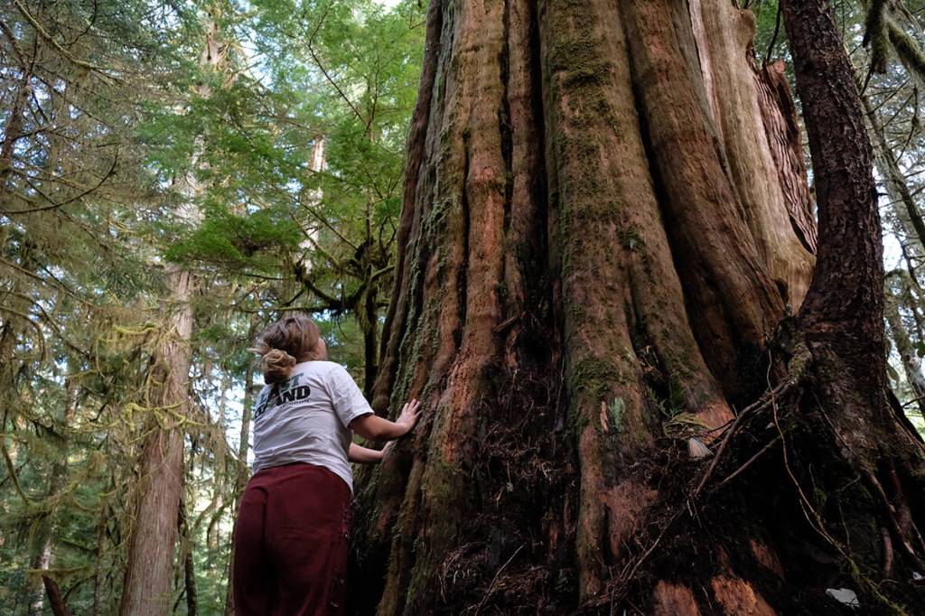 LETTER: Protecting B.C.’s old-growth forests must be a priority