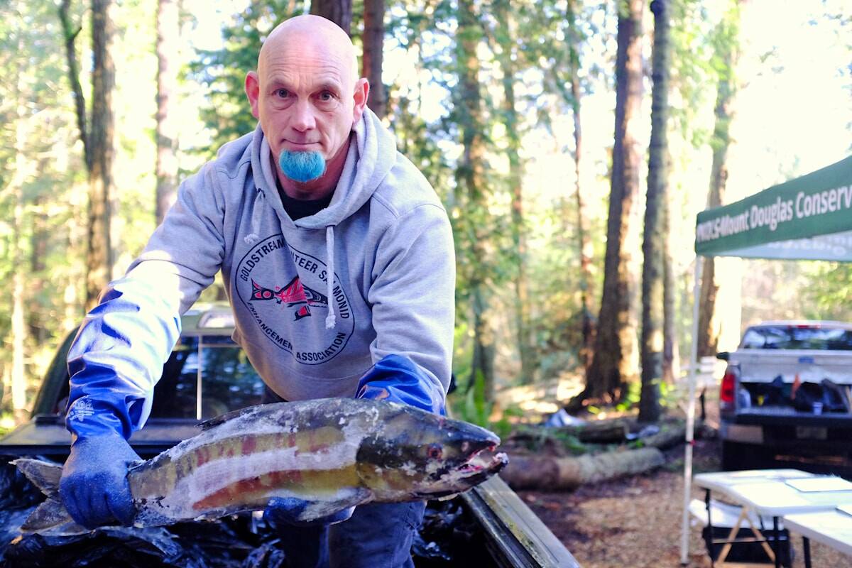 Salmon will fly at annual toss at Saanich's Douglas Creek | Oak